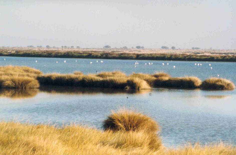 Doñana National Park, Andalusia, Spain